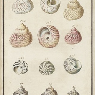 Seashell Synopsis II
