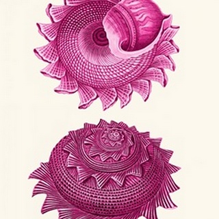 Pink Shells b