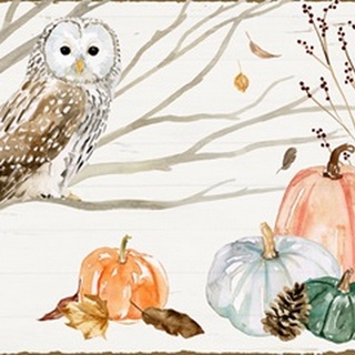 Harvest Owl Collection A