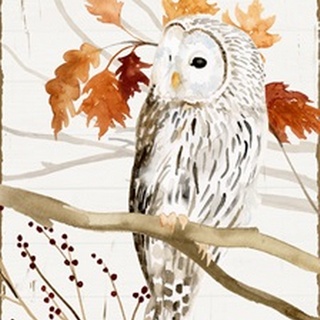 Harvest Owl Collection B