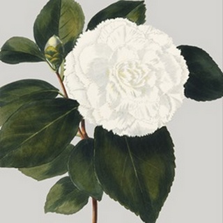 Camellia Japonica II