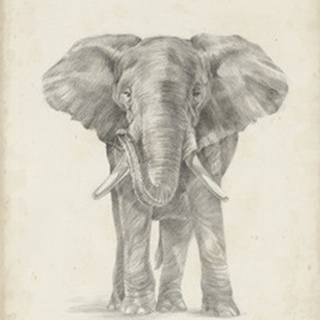 Elephant Sketch II