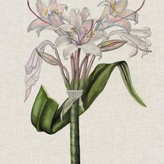 Crinium Lily II
