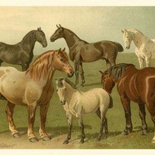 Horse Breeds II