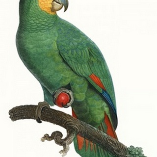 Parrot of the Tropics I
