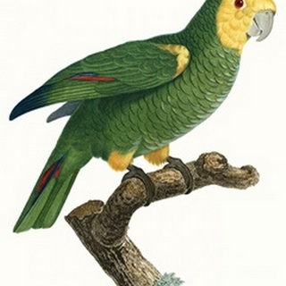Parrot of the Tropics IV