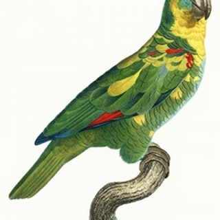 Parrot of the Tropics II