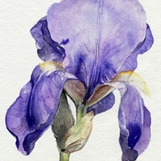 Iris in Bloom I