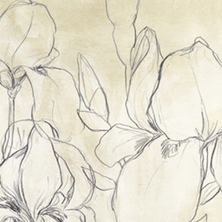 Iris Garden Sketch I