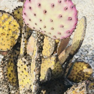 Pink Yellow Cactus II