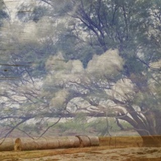 Texas Tree Collage