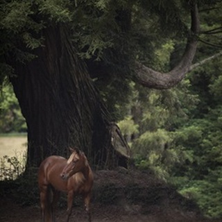 Horse in the Trees II