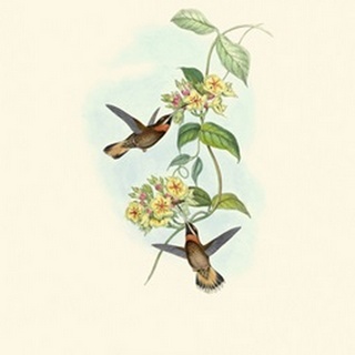 Hummingbird Delight II