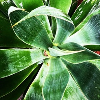 Green Tropical Succulent II