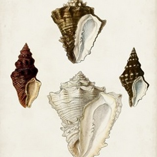 Sowerby Shells V