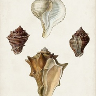 Sowerby Shells VI