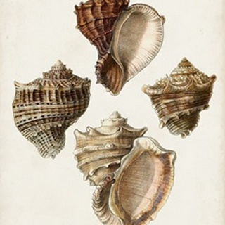 Sowerby Shells I