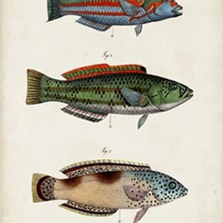 Antique Fish Trio I