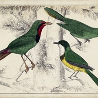 Tropical Bird Trio I