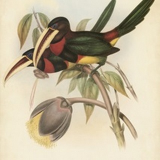 Tropical Toucans VIII