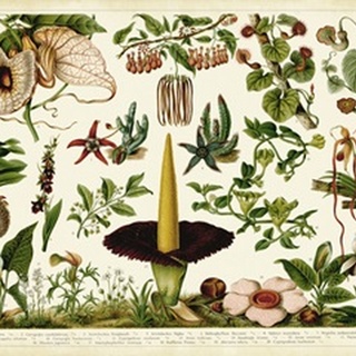 Tropical Botany Chart III