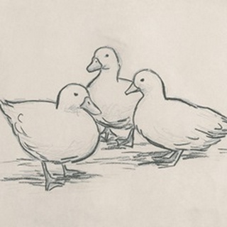 Duck Sketch IV
