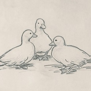 Duck Sketch III