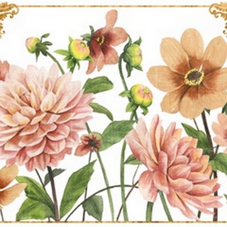 Beloved Dahlia Collection A