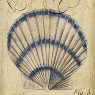 Seashell Ephemera III