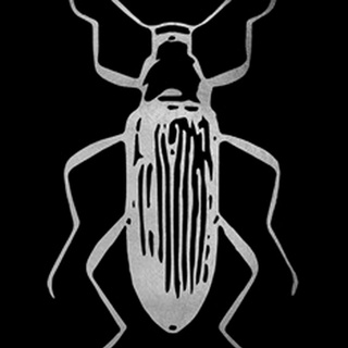 Silver Foil Beetle I on Black