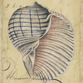Seashell Ephemera V
