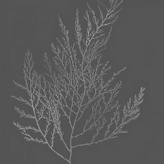 Silver Foil Algae II on Dark Gray