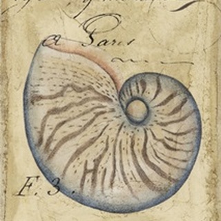 Seashell Ephemera II