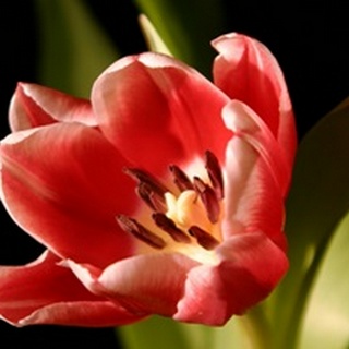 Red Tulip IV