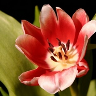 Red Tulip II
