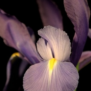 Small Sweet Iris II