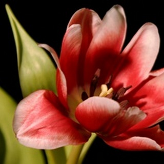 Red Tulip III