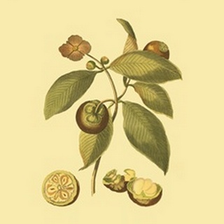 Mini Native Fruits II