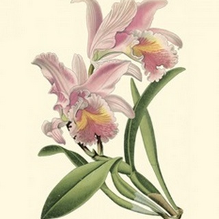 Mini Delicate Orchid III