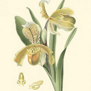 Mini Delicate Orchid IV