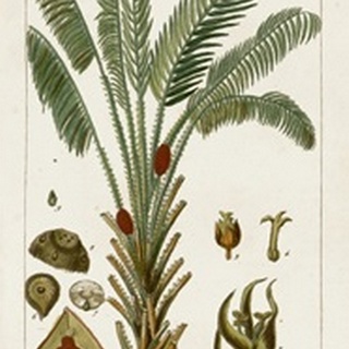 Turpin Exotic Palms VI