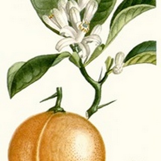 Turpin Fruit IV
