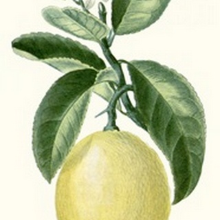Turpin Fruit I