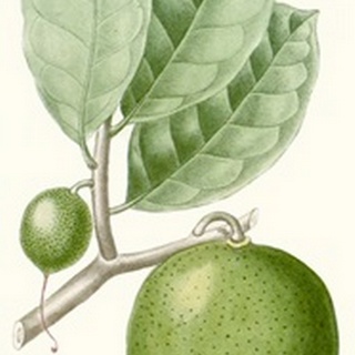 Turpin Fruit III