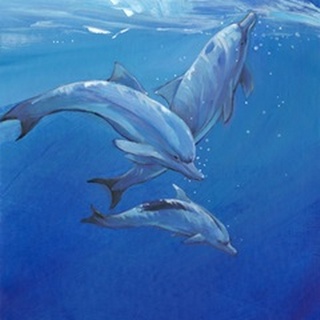 Under Sea Dolphins