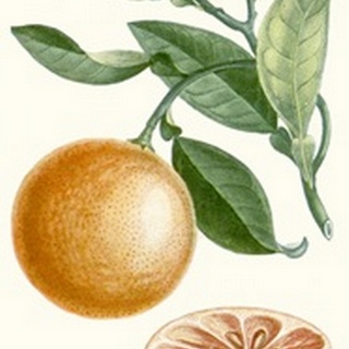 Turpin Fruit II