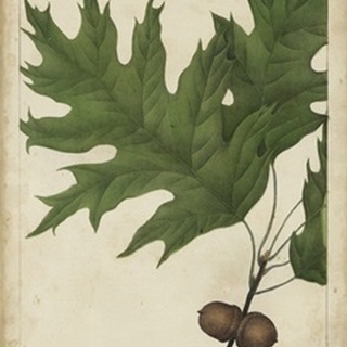 Oak Leaves and Acorns II