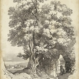 Noble Tree II