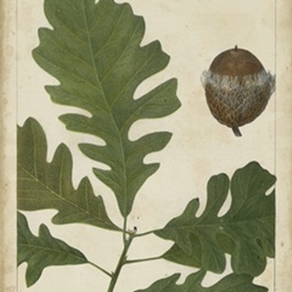 Oak Leaves and Acorns III