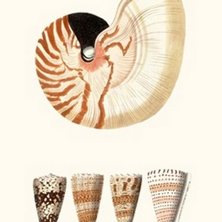 Shell Collection I